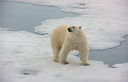 Polar bear Franz Josef Land