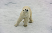 Polar bear Franz Josef Land