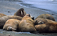 Arctic animals, walrus, polar-travel.com