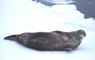 Antarctica Wedell Seal