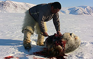 Inuit hunt