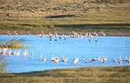 Flamingos Argentina