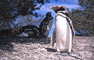 Pinguin, polar-travel.com