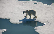 polar bear  Spitsbergen polar-travel.com