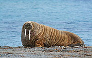 walrus Franz Josef Land