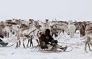 Chukchee Siberia Chukotka