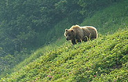 Kamchatka bear