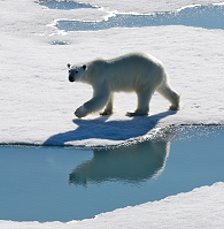 polr bear Spitsbergen, polar-travel.com