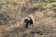 Alaska Grizzly bear