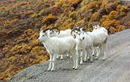 Alaska mountain goats
