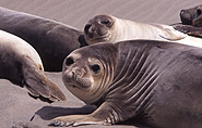 Sea elephant