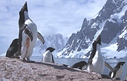 Antarktis, Pinguine,  polar-travel.com