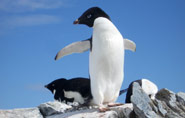 Antarctica, pinguin, polar-travel.com