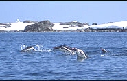 Antarktis, Pinguine,  polar-travel.com