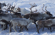 Chukchee Siberia Chukotka