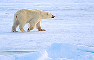 Chukchee Siberia Chukotka