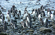 Pinguine, polar-travel.com