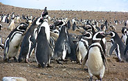 Pinguine, polar-travel.com